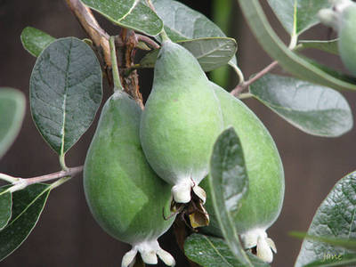 ACCA SELLOWIANA